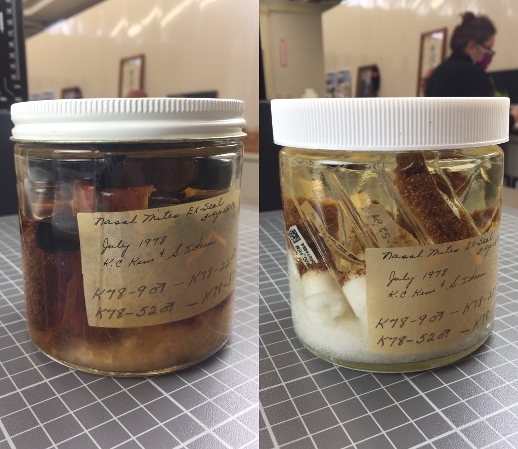 A side-by-side image of two specimen jars with handwritten labels from the collections of the Frost Entomological Museum of the Penn State University, Main Campus.